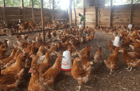 Chicken Farms