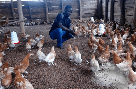 Fr. Deus chicken farm — sustainable feeding project